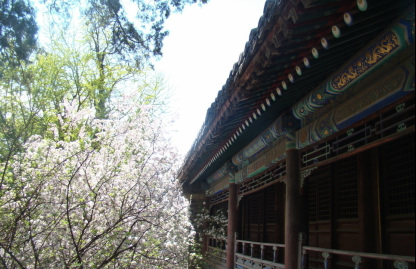 temple, meditation, shanghai