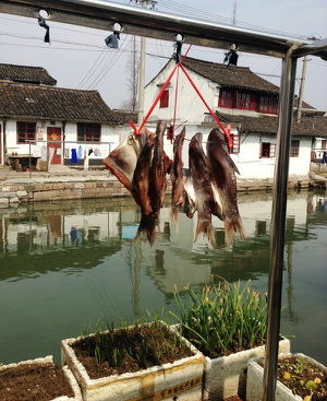 jinze watertown exploration, close to shanghai