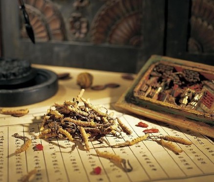 shanghai learning traditional chinese medicine