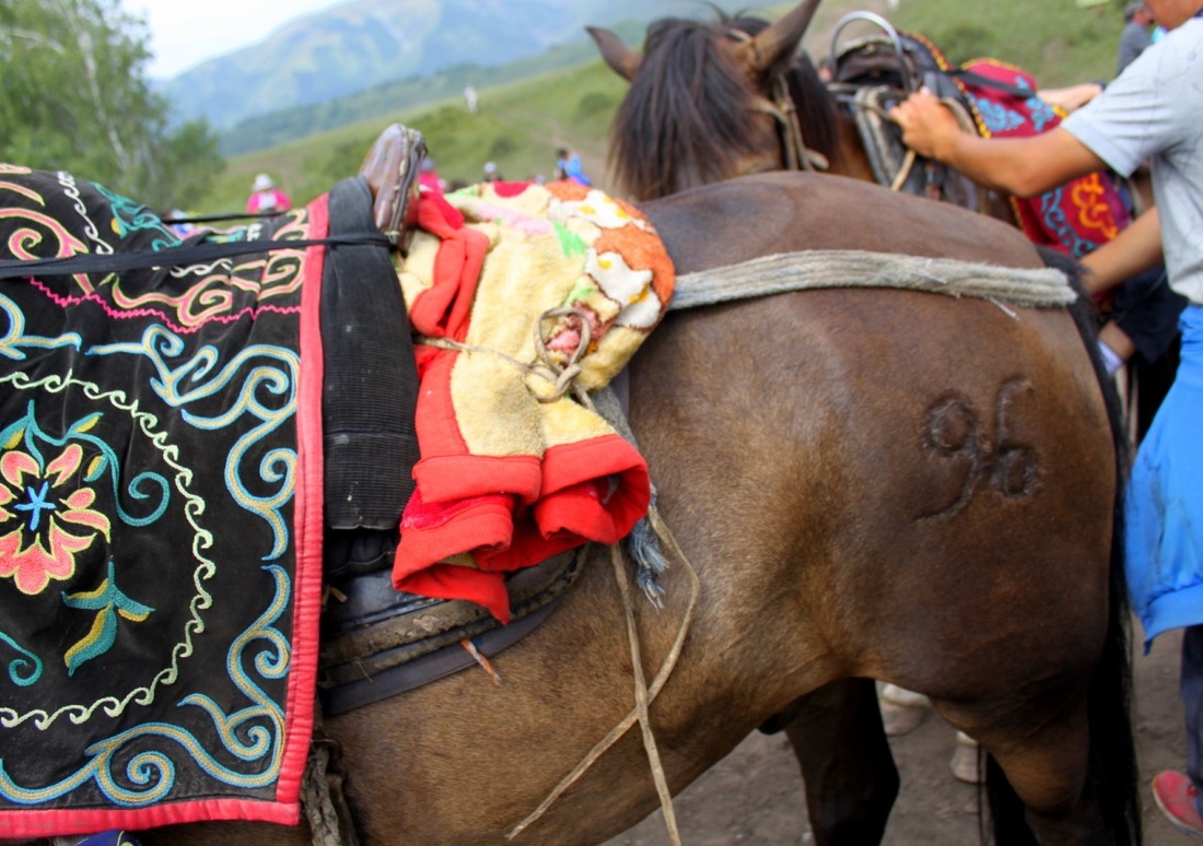 horseback riding, lijiang, local, countryside, village