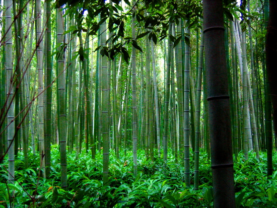 bamboo, forest, shanghai