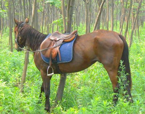 shanghai horse riding beginner level